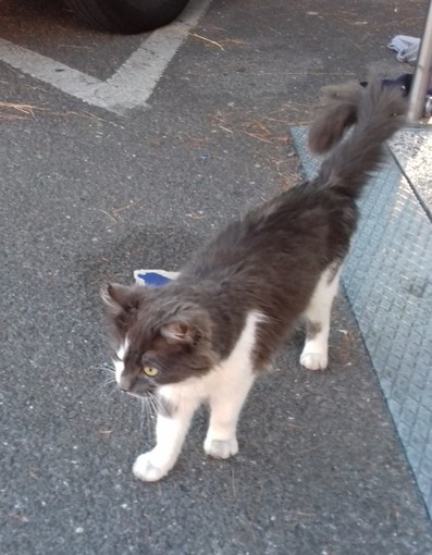 Imperia: trovata gattina bianca e grigia nella zona nel parcheggio dell'Eurospin in via Argine Sinistro