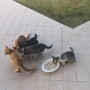 Pompeiana: cinque gattini in regalo, sono nati con la madre randagia e cercano casa (Foto)