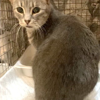 Arma di Taggia: gattina sterilizzata cerca una casa, fa freddo e serve un'adozione per lei