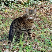 Apricale: smarrito da una coppia di turisti il gatto 'Mori', l'appello dei proprietari (Foto)