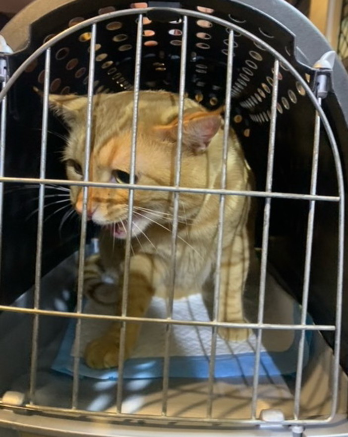 Sanremo: trovato un gatto rosso tra via Palazzo e via Matteotti, l'appello ai proprietari (Foto)