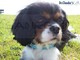 Sanremo: lunedì prossimo Cavalier King Day e passeggiata a Sanremo con i prodotti di Bibou Pet Shop