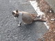Arma di Taggia: gatto da due settimane nel parcheggio del casello, l'appello per l'eventuale proprietario Arma di Taggia: gatto da due settimane nel parcheggio del casello, l'appello per l'eventuale proprietario