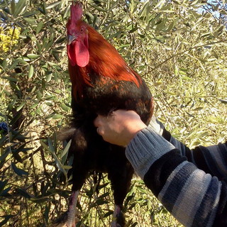 Azienda agricola di Seborga domenica prossima al 'Festival del Chicchirichì' Azienda agricola di Seborga domenica prossima al 'Festival del Chicchirichì'