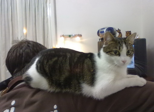Sanremo: smarrita oggi in via Martiri della Liberà la gattina 'Briciola', l'appello dei proprietari Sanremo: smarrita oggi in via Martiri della Liberà la gattina 'Briciola', l'appello dei proprietari