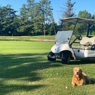 Giocare a golf con il proprio cane in provincia di Imperia: possibile o impossibile?