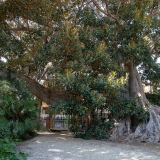 Bordighera: la poesia di Gianmarco Parodi nel giardino del Museo Bicknell
