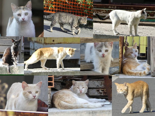 Arma di Taggia: troppi abbandoni di gatti, le volontarie sono allo stremo. Sabato raccolta di cibo