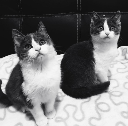 Due stupendi gatti Krapfen e Maritozzo cercano una casa: hanno due mesi e possono essere adottati Due stupendi gatti Krapfen e Maritozzo cercano una casa: hanno due mesi e possono essere adottati