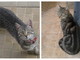 Taggia: due gatti smarriti la settimana scorsa in via Borghi, l'appello della proprietaria Taggia: due gatti smarriti la settimana scorsa in via Borghi, l'appello della proprietaria