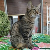 Sanremo: smarrita una gattina nella zona di via Padre Semeria, l'appello dei proprietari (Foto)
