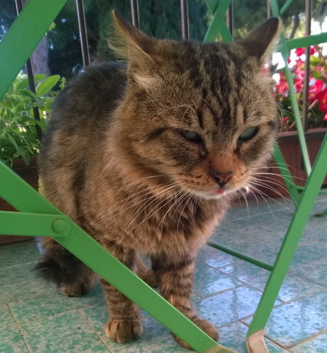 Bordighera: è stato trovato un gatto. Si cercano i suoi proprietari Bordighera: è stato trovato un gatto. Si cercano i suoi proprietari