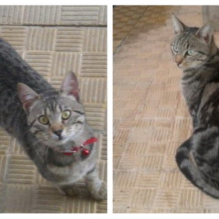 Taggia: due gatti smarriti la settimana scorsa in via Borghi, l'appello della proprietaria Taggia: due gatti smarriti la settimana scorsa in via Borghi, l'appello della proprietaria