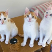Sanremo si conferma città 'Pet friendly': confermate le convenzioni con l'emergenza veterinaria e la Lega del Gatto