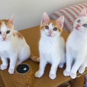Sanremo si conferma città 'Pet friendly': confermate le convenzioni con l'emergenza veterinaria e la Lega del Gatto Sanremo si conferma città 'Pet friendly': confermate le convenzioni con l'emergenza veterinaria e la Lega del Gatto