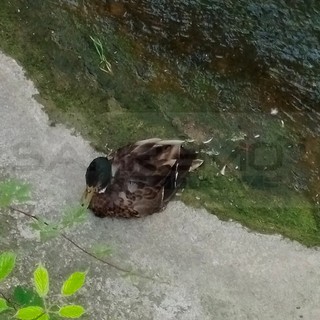 Sanremo: germano reale in difficoltà sul torrente San Lazzaro in Goethe, la segnalazione di un lettore (Foto)