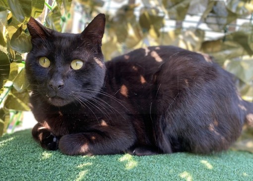 Ventimiglia: è stato smarrito zona Latte il gatto Salem, l'appello dei proprietari
