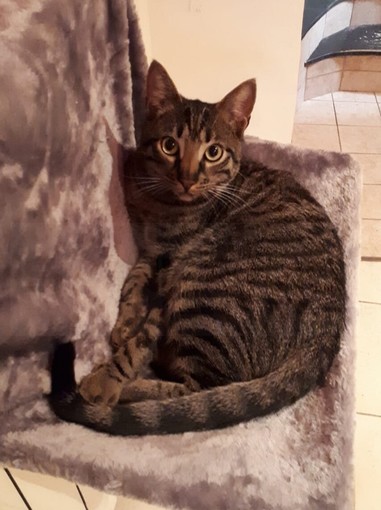 Sanremo: è fuggito da casa da 5 giorni il gatto 'Hodor', la richiesta di aiuto della proprietaria (Foto)