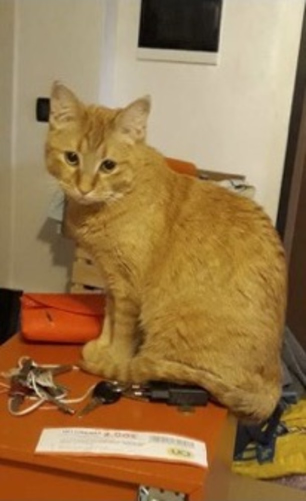 La gatta Arizona smarrita in zona Caramagna