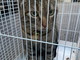 Sanremo: trovato un gatto tigrato con collarino, era nella galleria tra via Pascoli e San Martino