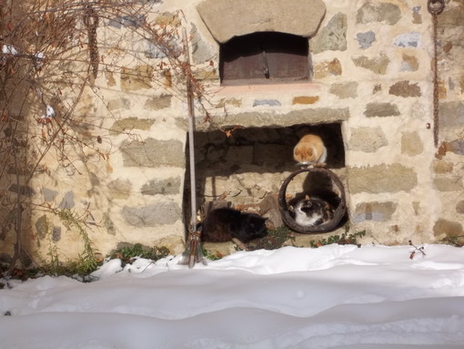 Bajardo: un nostro lettore ci ha inviato le foto di due gatti che cercano riparo dopo la nevicata