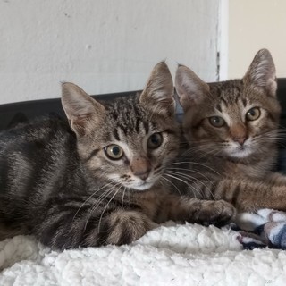 Due gattini tigrati alla ricerca di una famiglia: sono fratelli ed è previsto il pre-affido