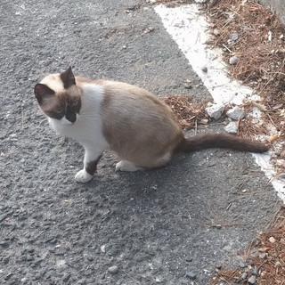 Arma di Taggia: gatto da due settimane nel parcheggio del casello, l'appello per l'eventuale proprietario