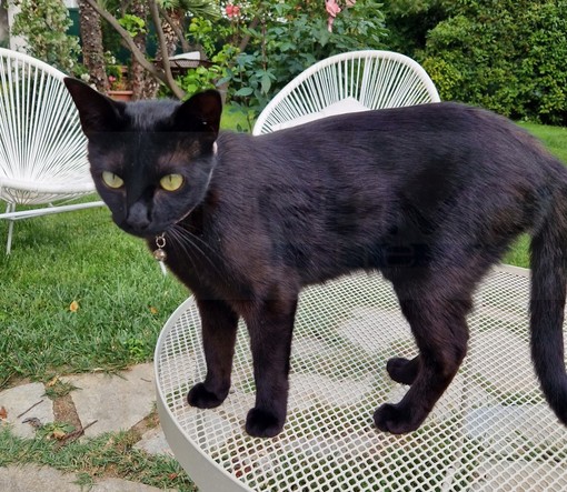 Bordighera: smarrita la scorsa notte la gattina 'Noire', l'appello dei proprietari (Foto)