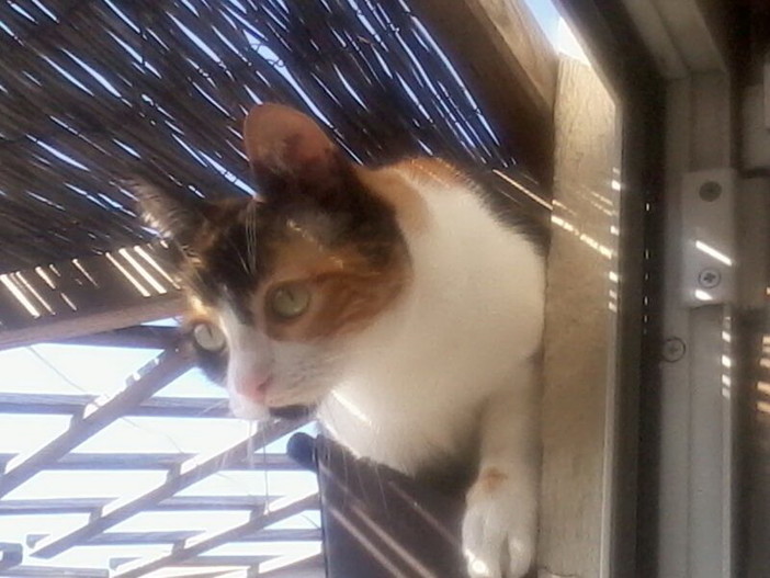 Sanremo: scomparsa dalla zona di piazza Bresca e piazza Sardi la gattina Cleo