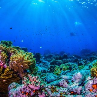 Sanremo: al Museo Civico di Palazzo Nota si celebra la Giornata Mondiale degli Oceani Sanremo: al Museo Civico di Palazzo Nota si celebra la Giornata Mondiale degli Oceani