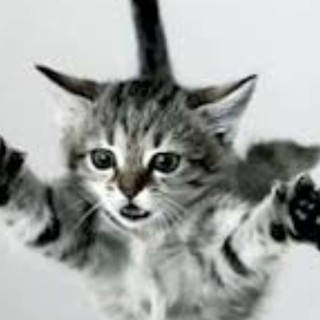 Ventimiglia, gatto di tre mesi precipita dal quarto piano e muore: inutili i soccorsi Ventimiglia, gatto di tre mesi precipita dal quarto piano e muore: inutili i soccorsi