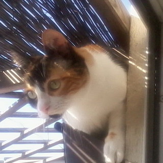 Sanremo: scomparsa dalla zona di piazza Bresca e piazza Sardi la gattina Cleo