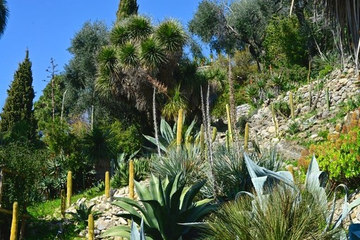 Ventimiglia: 'I Giardini Hanbury all'imbrunire', nel mese di agosto visita guidata tra i profumi e colori della vegetazione mediterranea