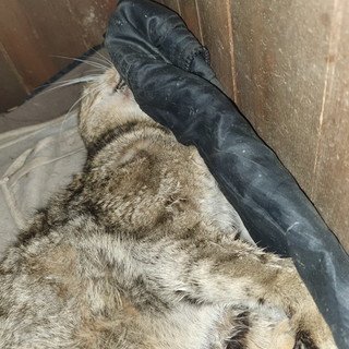 Arma di Taggia: bocconi per topi vicino alla ciclabile, gatto di una colonia morto dopo atroci dolori Arma di Taggia: bocconi per topi vicino alla ciclabile, gatto di una colonia morto dopo atroci dolori