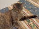 Sanremo: dal 7 luglio la gattina nella foto è stata smarrita nella zona di Baragallo, l'appello