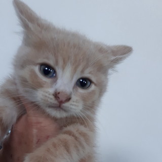 Arma di Taggia: sabato le volontarie della Lega del Gatto al 'Pet Store' per la raccolta di pappe per i neonati gattini Arma di Taggia: sabato le volontarie della Lega del Gatto al 'Pet Store' per la raccolta di pappe per i neonati gattini