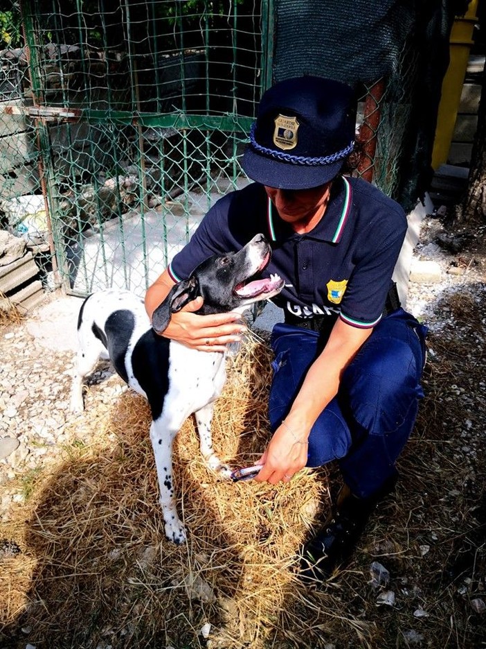 Guardie zoofile OIPA in Liguria, aperte le iscrizioni ai corsi gratuiti per entrare a tutela degli animali Guardie zoofile OIPA in Liguria, aperte le iscrizioni ai corsi gratuiti per entrare a tutela degli animali