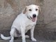 Sanremo: smarrita nella zona tra via Peiranze e San Martino la cagnolina 'Gioia', l'appello dei proprietari Sanremo: smarrita nella zona tra via Peiranze e San Martino la cagnolina 'Gioia', l'appello dei proprietari