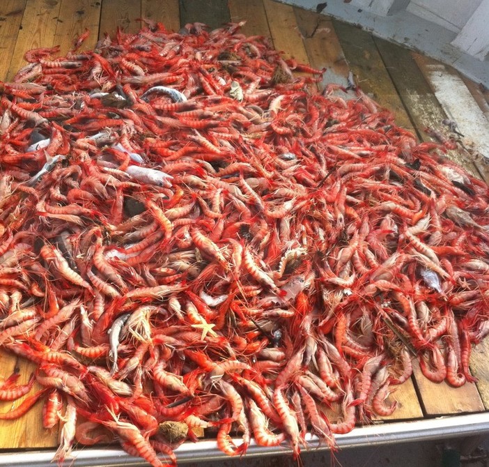 Sanremo: lotta per la pesca del gambero, istituita sede dell'associazione 'Confini Italiani'