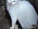 Dolceacqua: il gatto 'Lauro' probabilmente adottato dalla colonia, una nostra lettrice ne chiede notizie