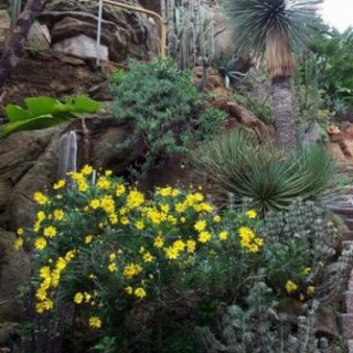 Bordighera: oggi la premiazione del concorso ai giardini Pallanca Il Cactus Pachito arriva a Bordighera'