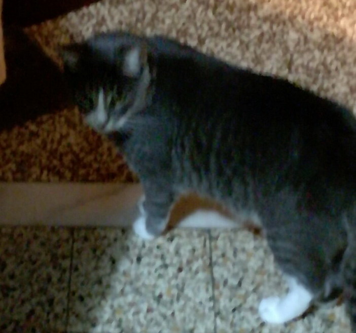 Sanremo: smarrito un gatto in via Giovanni Borea nella zona dell'ospedale, l'appello del proprietario