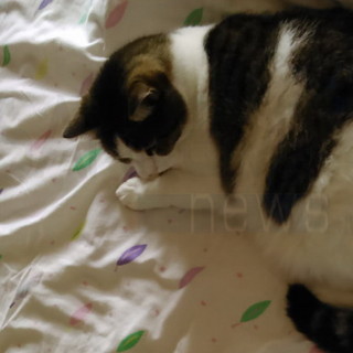 Sanremo: smarrita vicino a strada San Pietro la gattina nella foto, l'appello dei proprietari