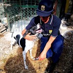 Guardie zoofile OIPA in Liguria, aperte le iscrizioni ai corsi gratuiti per entrare a tutela degli animali Guardie zoofile OIPA in Liguria, aperte le iscrizioni ai corsi gratuiti per entrare a tutela degli animali