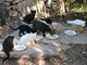 Sanremo: oltre 43 mila euro a disposizione di chi si prenderà cura per tre anni di gatti randagi e colonie feline