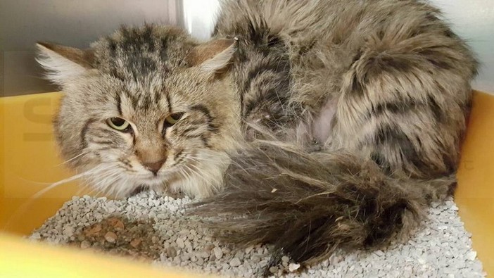 Sanremo: gatto trovato in gravi condizioni per strada, serve un'operazione e viene lanciata una sottoscrizione