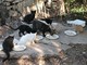 La Lega del Cane di Ventimiglia invita tutte le gattare del comprensorio a comunicare con il proprio comune