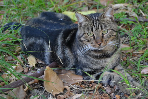 Sanremo: Tigrotto, il gatto scomparso nei giardini di Villa Ormond, è stato ritrovato