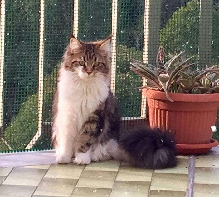 Sanremo: gatta scappata nelle ultime ore da casa, l'appello della proprietaria (Foto)