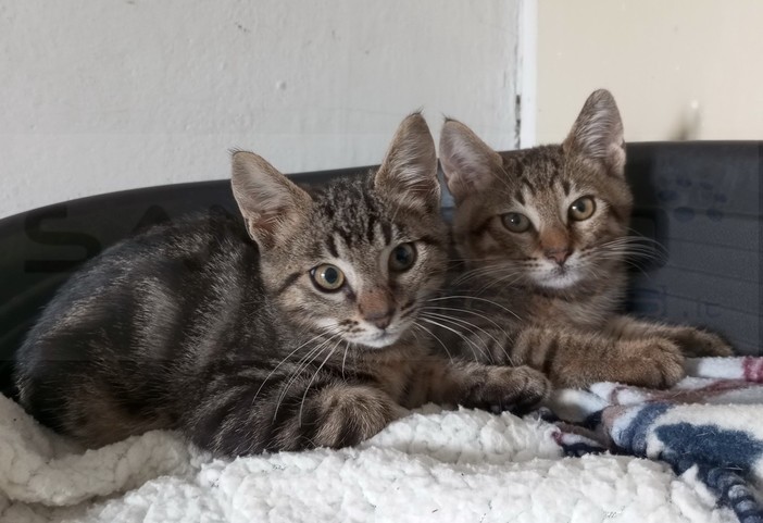 Due gattini tigrati alla ricerca di una famiglia: sono fratelli ed è previsto il pre-affido